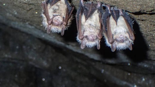 Bats can be safely removed from buildings permit-free in Ohio through May 15. Here's how