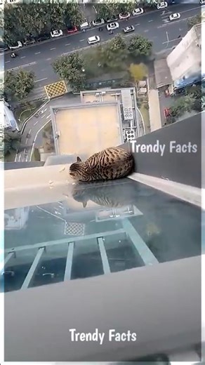 Terrified Kitten Rescued from High-Rise Window 😿🪟 #Shorts #Windows