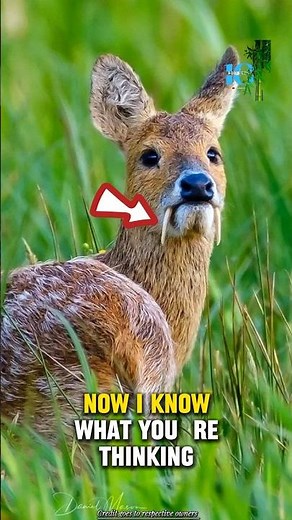 The deer with fangs: Vampire deer