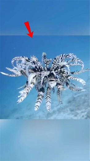 Feather Star – समंदर का एलियन जैसा जिंदा फूल 😱 | Amazing Ocean Creature Facts #wildlife #animals