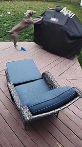 505K views · 1.1K reactions | This felt personal 藍 #afv #dogs #funny | America's Funniest Home Videos | Facebook