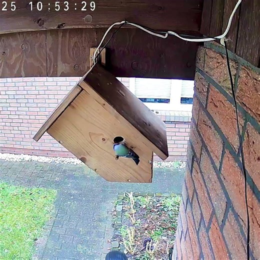Eine #blaumeise besucht unseren #nistkasten #nestingbox #kamera #birds #nistkasten #camera #nature