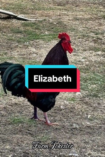 Screaming Chicken Elizabeth: Backyard Humor with Hens