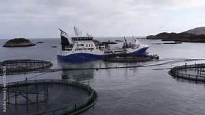 Advancing and tilting drone shot of fish being put in a fish farming pen.
