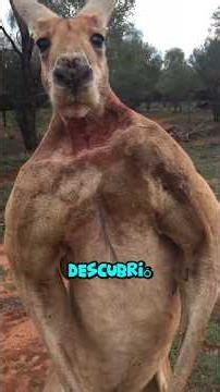 "Animals with tails that defy physics"