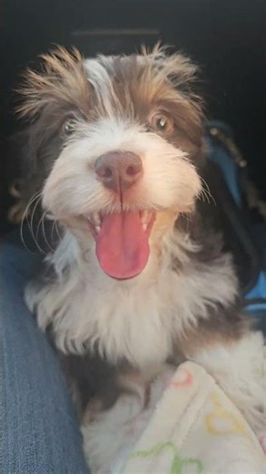 Susie Q We Love You!!! #havanese #cute #puppy #familydogbreeds