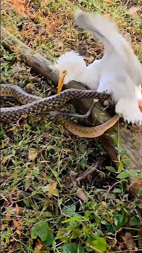 Egret vs. Serpent: A Battle in the Grass طائر البلشون ضد الأفعى: معركة في العشب