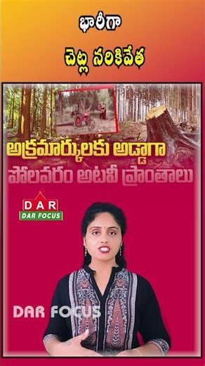 Tribals Allege Large-Scale Tree Felling With Forest Staff Involvement | Latest updates | DAR FOCUS