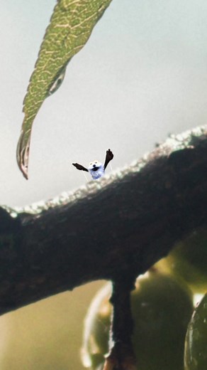 Giant Puppet Animation Dance with Cute Dolls