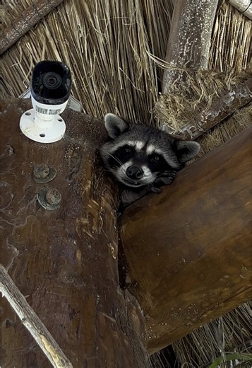 ¡Descubre el paraíso escondido de México! 🌴🌊 Holbox, una isla de ensueño con playas de ensueño, aguas cristalinas y una naturaleza vibrante. 🌟 Ven y déjate llevar por la magia de este destino único. 🏖️ ¡No te pierdas la oportunidad de relajarte en un entorno de película! 😍 ¡Vamos a Holbox! 🌴 #Holbox #IslaDeEnsueño #PlayasDeMéxico #RelajaciónTotal #ViajesIncreíbles #TikTokTravel #MexicoTuristico #ParaisoEscondido