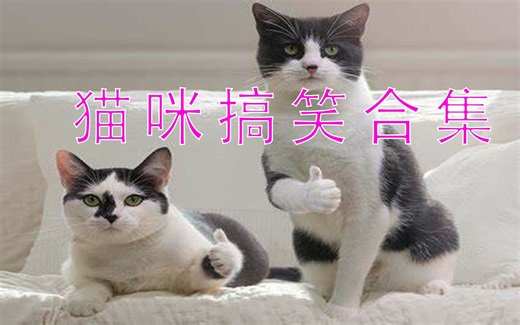 素材来啦！超长1小时猫咪搞笑合集，不是笑死你，就是萌死你！！！（1）