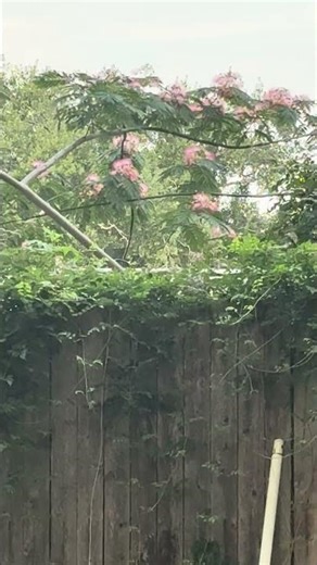 Back Porch Butterfly Magic After a Long Day 🦋✨