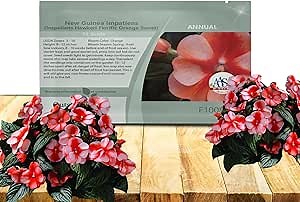 Outsidepride New Guinea Orange Sweet Impatiens Seeds - 50pcs High-Density, Annual Flower Seeds for Planting Outdoors for Large Packs, Patio Containers, Hanging Baskets & Small Pots (AAS Winner)