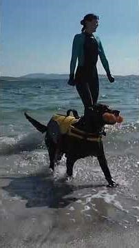 RIP ❤️ My Dog's Memory Montage