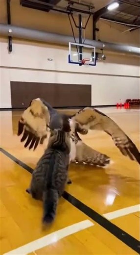 Full-Court Takedown — Street Cat Body-Slams a Hunting Hawk #Shorts