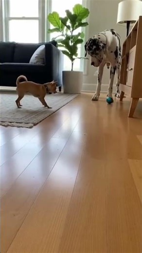 Chihuahua vs “Scary Object” — Great Dane NOPES OUT 😭