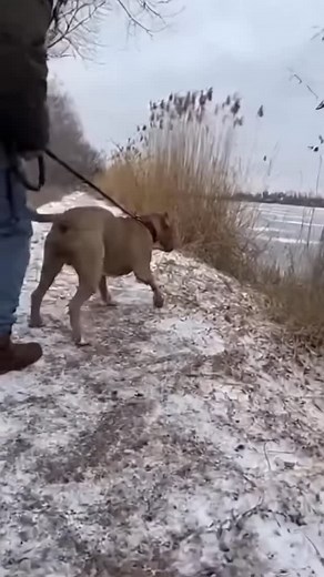 While walking beside a frozen lake, a golden jackal suddenly rushed toward us. My Pitbull reacted instantly, moved forward, and pushed it back, causing the jackal to retreat into the reeds. One simple, real moment — nothing cinematic. ❄️🐕🟡 #pitbullsofinstagram #frozenlake #RealScenes #jackalencounter #dogprotector #NoCuts | Wow Animal Facts
