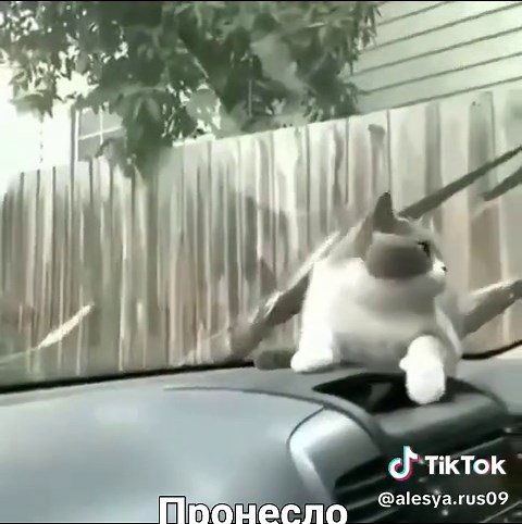 ALESYA.rus09. (@alesya.rus09)’s videos with оригинальный звук - ALESYA.rus09.