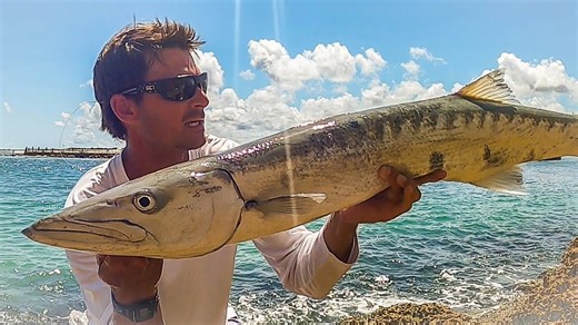 Monster Barracuda Strikes Hard - You Won’t Believe the Explosion