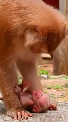 Monkey species: The interaction shows that the mother monkey loves her baby very much.