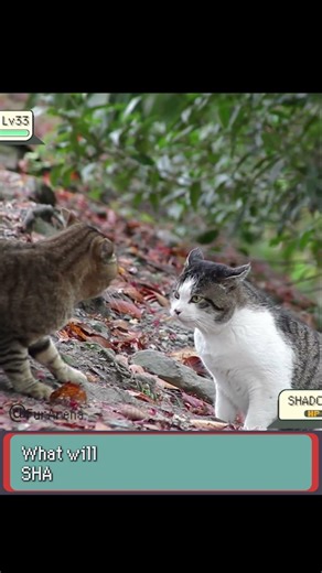 Cat Used Body Slam... It’s Super Effective! - FurArena #cat #irlpokemon #pokemon #