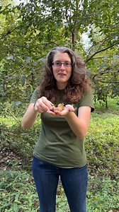 63K views · 2.4K reactions | Predicting the winter weather in Louisiana with persimmon seeds. This does not seem accurate....haha | Anna The Archer | Facebook