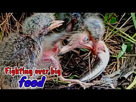THE BABY BIRDS ARE HUNGRY AND EAT A LOT