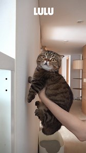 How smart are my cats? Let's put it to the test! They say putting your paws against the wall before your head is a sign of intelligence in cats! I wonder how true that is? #kittisaurus #intelligence | Kittisaurus