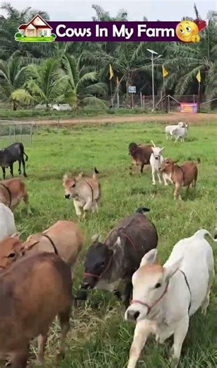 Running Race 😘 shortest cows breed | Nadipathy cattle | #youtube #viral #reels #miniature #trend