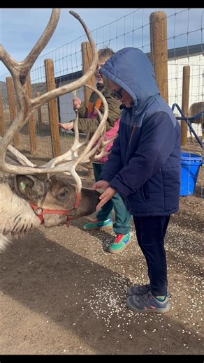 2nd graders wrapped up their reindeer unit by visiting the Sawtooth Reindeer in Carey. This is the 3rd annual trip for Syringa 2nd graders! We are thankful we get welcomed back each year! Students learn all about reindeer and write an informational report to present to their peers at Syringa. On this trip students got to feed reindeer oats and moss, see the transformation of antlers over the years, feel what a reindeer coat is like, and got their own souvenir of velvet that had been shed. It was