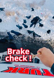 Kaya tinawag to na hiway thru hell kasi ang daming uwak ! Lakay Truker #lakaytruker #truckdriver #pinoy #trucker #canada #Ravens #canada | Lakay Truker