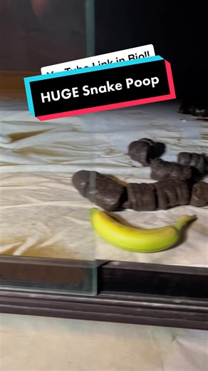 Massive Burmese Python Poop Revealed!