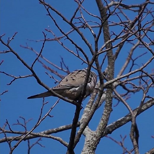 Mourning Dove Cooing Sound Call In A Tree - Bird Calls and Sounds - Bird Voice Sound Pt A - #shorts