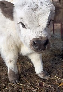Meet SugarPlum: The Cutest Micro Cow on TikTok