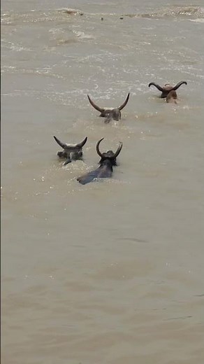 Hardoi : गर्रा नदी की बाढ़ के तेज बहाव में कूद पड़ी कई गाय फिर दिखा एक ऐसा चमत्कार