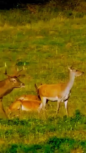 Red Deer Mating Season Observations