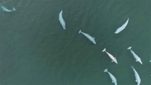 Beluga whales swap mates to survive in Arctic, claim researchers