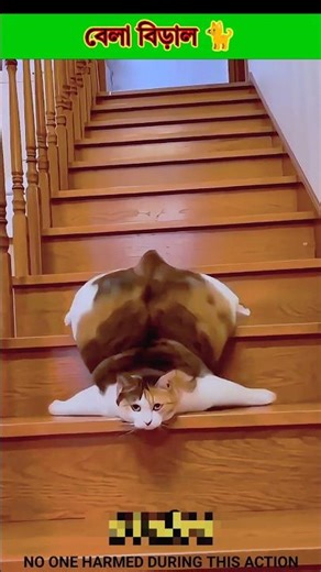 bella cat 😳