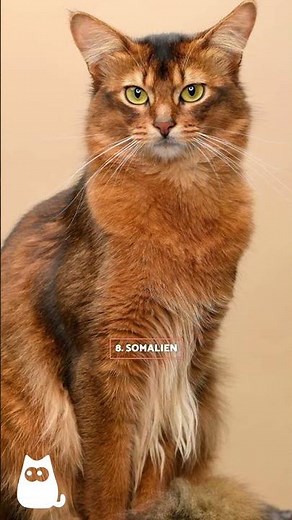 10 CHATS les plus AFFECTUEUX au monde 🐱❤️