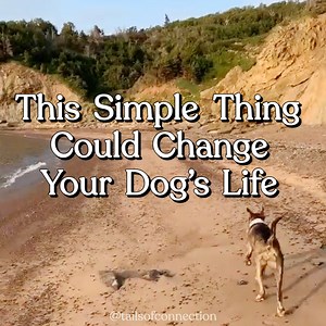 Decompression for Dogs: Why This Walk Is So Special  — Tails of Connection - How to connect with my dog, online dog training, strengthen your bond, dog owners