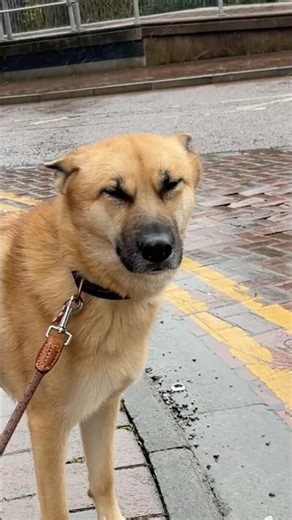 Winnie is not a fan of the rain ☔️ #dogs #dogshorts #funny #rain #dogsworld #dogslife