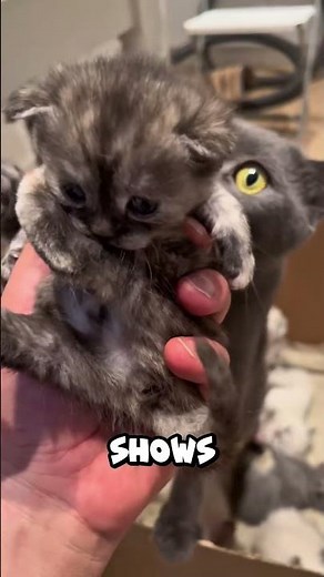 Why Do Cats Eat Their Own Kittens?