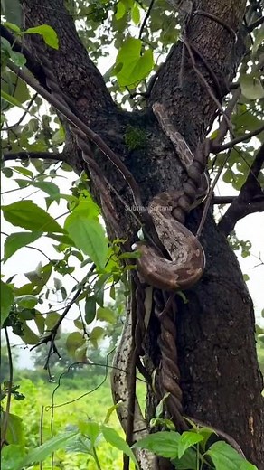 Python Snake Climbing Tree! 🐍🌳 #snakevideo #snakelovers