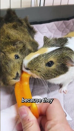 Guinea Pig Sounds: Purring & Body Language Explained!🔊#shots | GuineaDad School