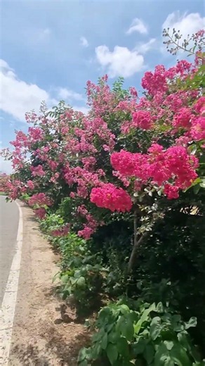 🌸고향마을 입구를 환하게 물들인 배롱꽃#고향마을 #배롱꽃 #가로수 #시골풍경 #여름꽃 #고향감성 #힐링숏츠 #감성영상 #자연풍경 #선영TV