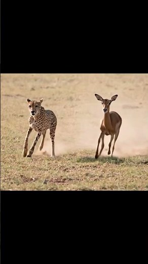 Can a Gazelle Outrun the World’s Fastest Hunter in This Epic Chase #short