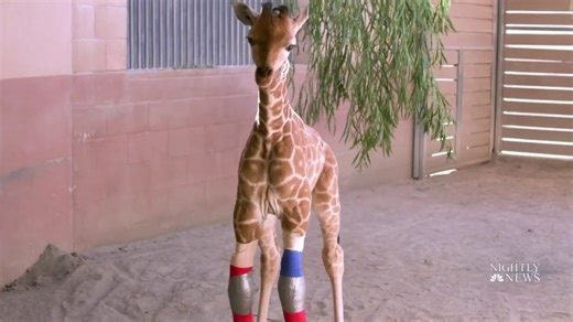 How many giraffe species are in Africa? New scientific analysis quadruples the count