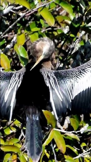 Amazing Footage of Anhinga Bird Diving and Swimming Underwater - A Spectacular Sight!