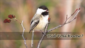 65 reactions · 13 comments | Did you Know? - The "Chickadee dee dee"...