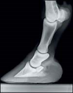 Understanding hoof X-rays - Horse & Hound
